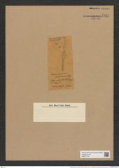 Rutilaria epsilon var. tenuis Grove et Sturt. (de-Toni-Nr.: Genus 170, Species 4291) Zeichnungen Sammlung Grunow Nr. 7861 (NHMW-BOT-W0377116)